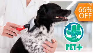 [Image: PRUEBA-NO COMPRARGrooming para Tu Mascota + Desparasitación Oral e Inyectadam]