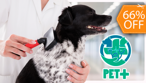[Image: PRUEBA-NO COMPRAR Paga $1 en Lugar de $35 por Grooming para Tu Perro que Incluye: Baño, Limado y Corte de Uñas, Limpieza de Oídos y Glándulas Anales, Cepillado de Dientes, Perfume, Moño o Pañoleta + Desparasitación Oral e Inyectada!m]